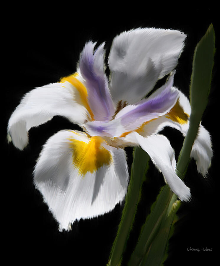 Iris flower #2 Digital Art by Chauncy Holmes