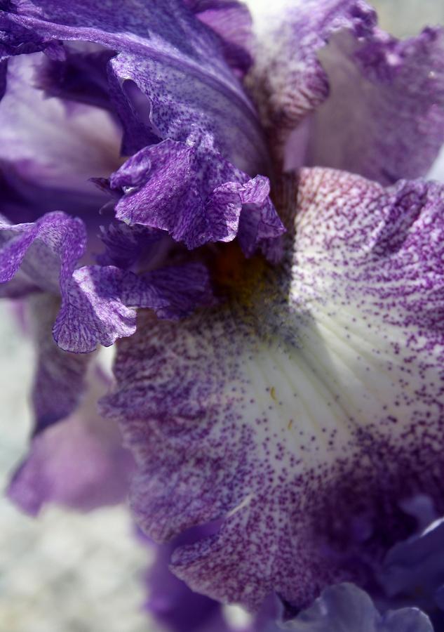 Iris Close Up In Shades of Cream and Purple Photograph by Taiche Acrylic Art