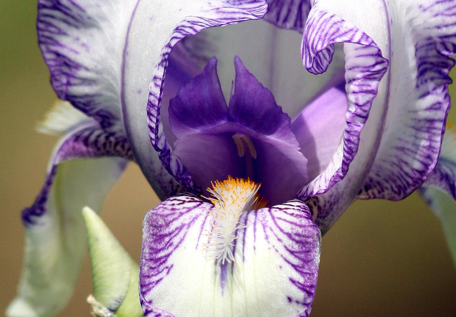 Iris Close-Up Photograph by Sheila Brown