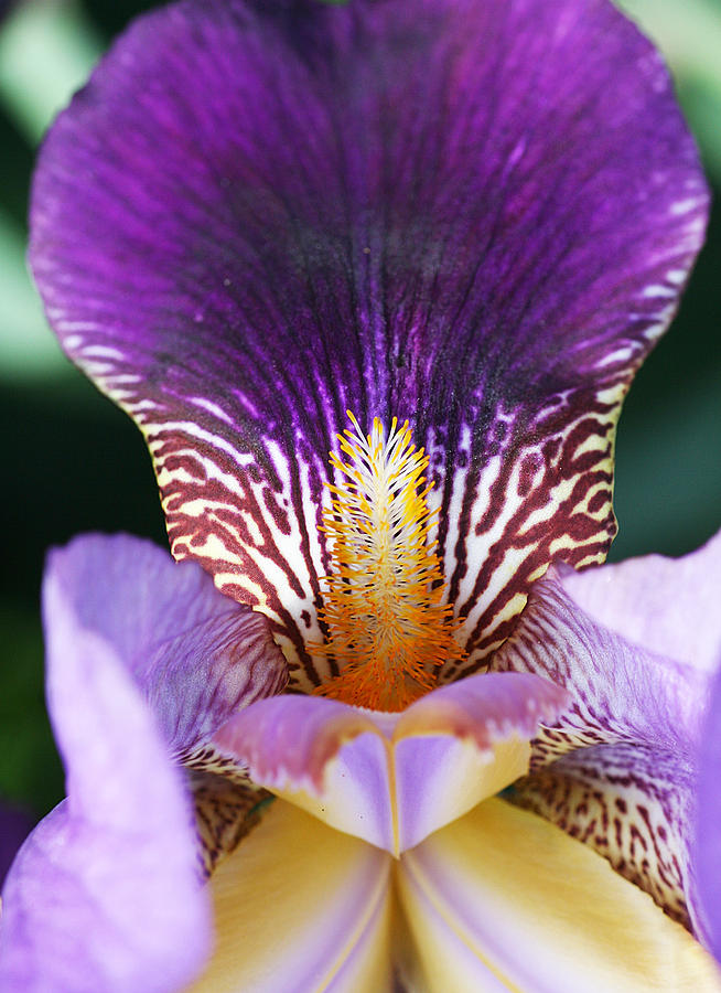 Iris Close Up Photograph by William Selander