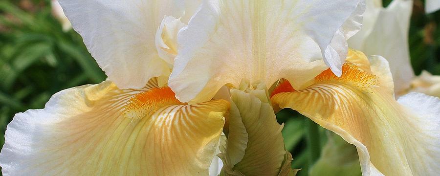 Iris Photograph - Iris Closeup by Bruce Bley
