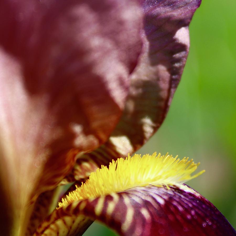 Iris Come Hither Photograph by M E