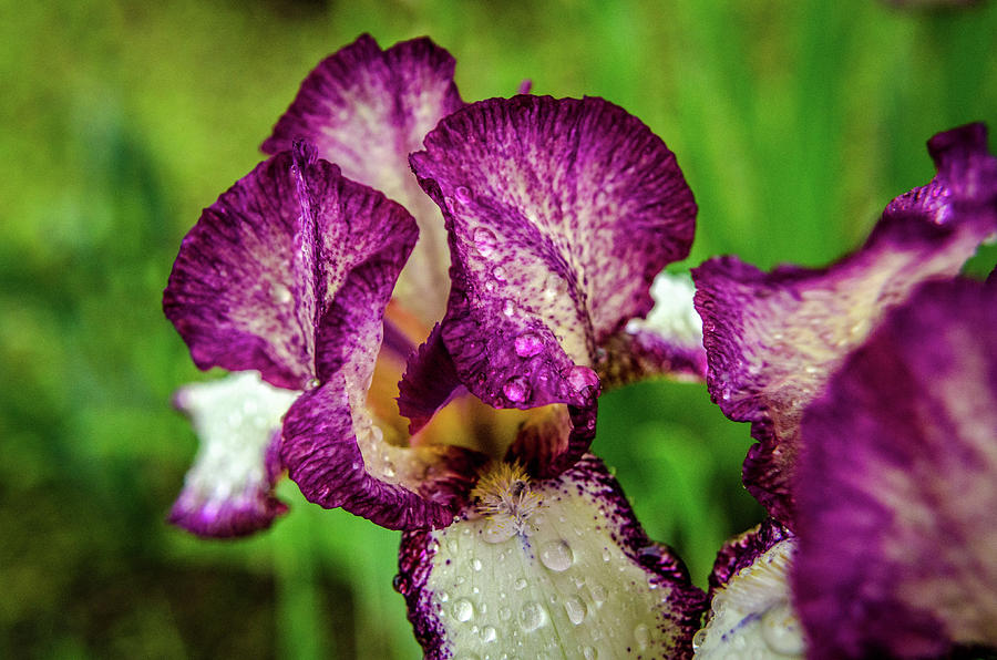 Flower Photograph - Iris by Dan Jordan