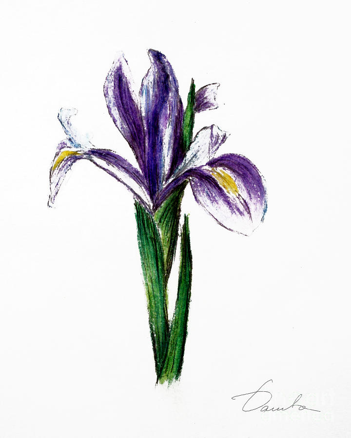 Iris Painting by Danuta Bennett