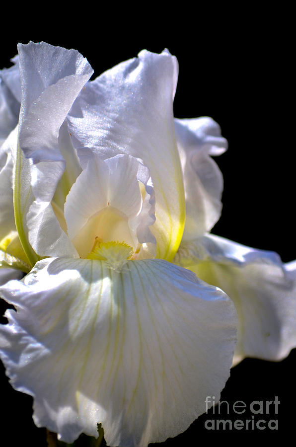 Iris Photograph - Iris Delicacy by Deb Halloran