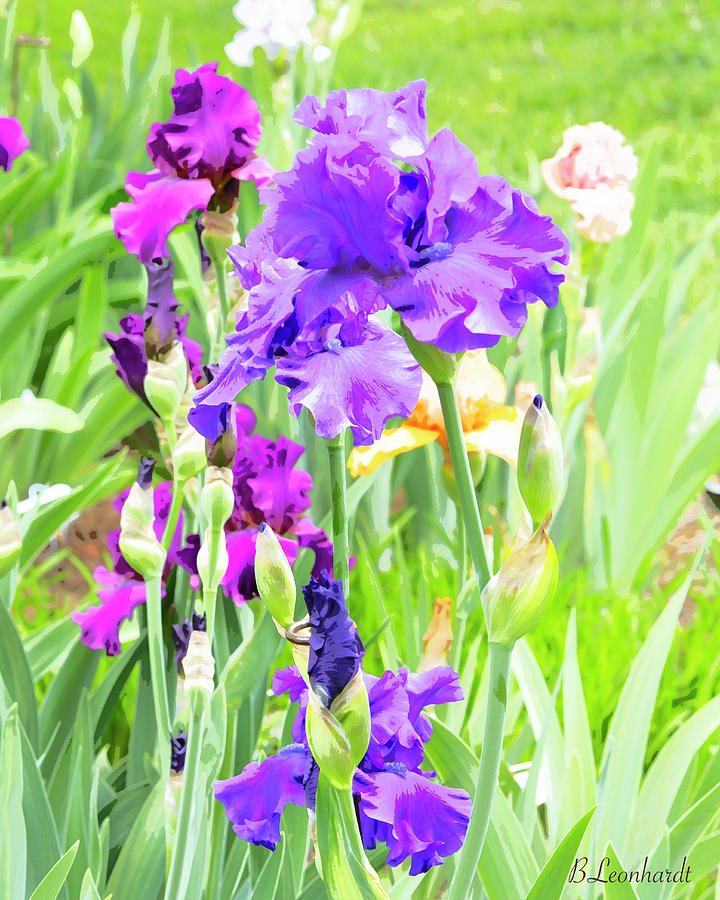 Iris Delight Photograph by Bruce Leonhardt - Fine Art America