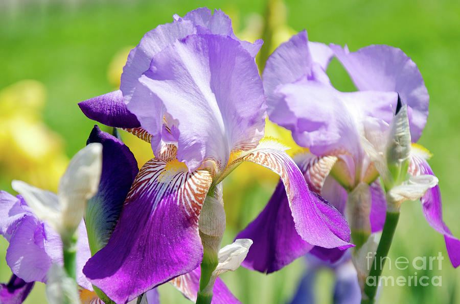 Iris Delight Photograph by Centre Art Gallery By Christine Montenegro ...