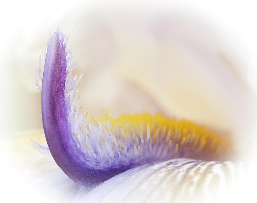 Iris Detail Photograph by David Waldrop
