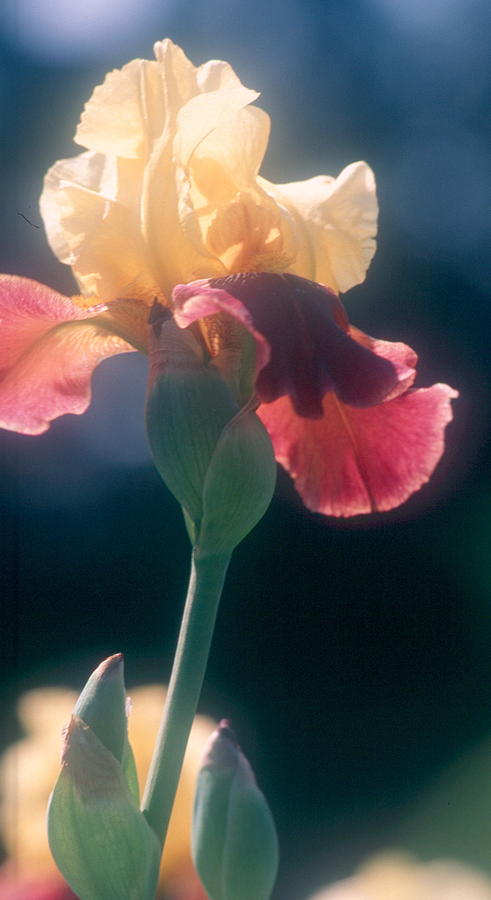 Iris Photograph by Douglas Pike