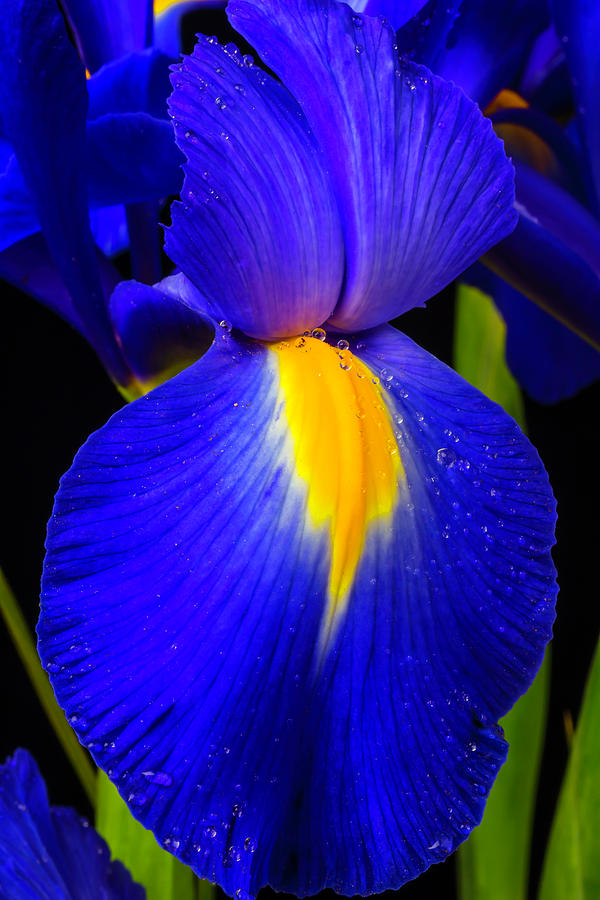 Iris Dutch Blue Photograph by Garry Gay