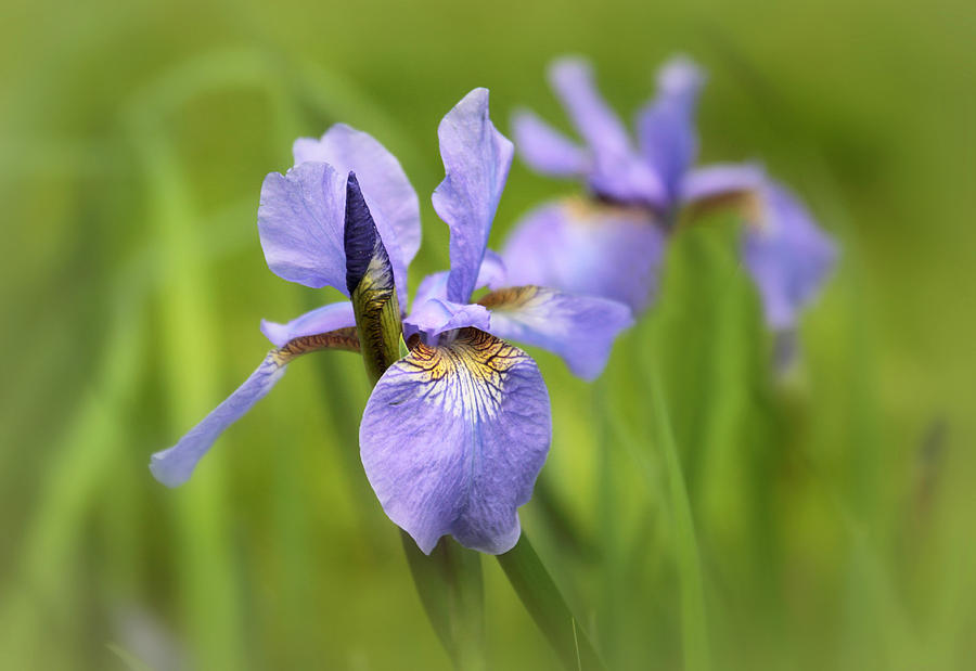 Flower Photograph - Iris Echo by Jessica Jenney