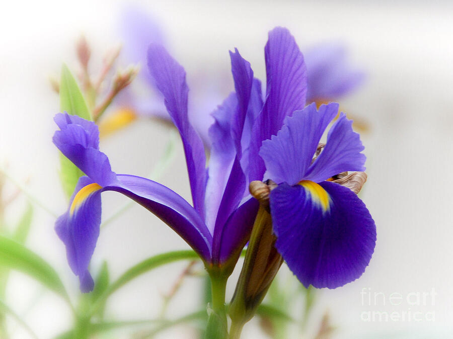Spring Iris Photograph by Elaine Manley