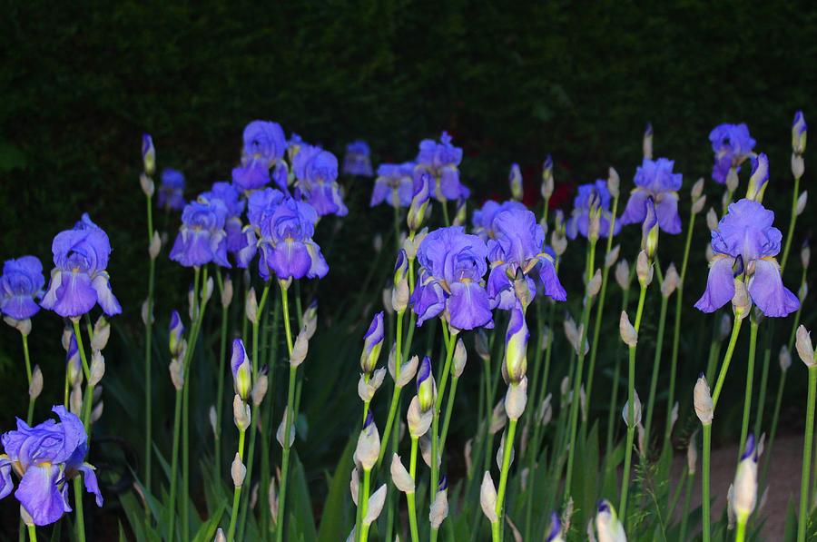 Iris Evening Notes in Lavender Photograph by Trent Jackson