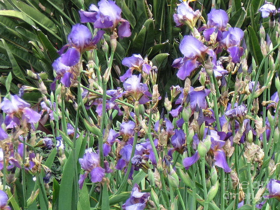 Iris explosion Photograph by Donna Cavender