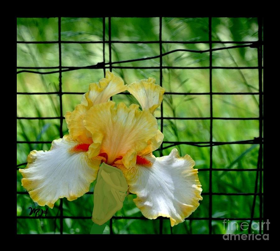 Iris Fenced In Photograph by Marsha Heiken