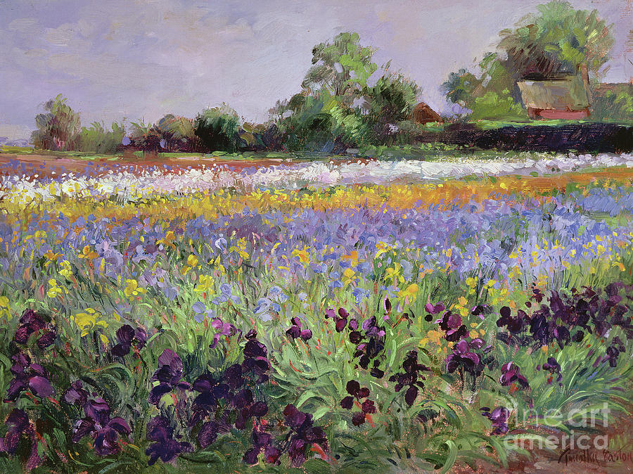 Iris Field and Two Cottages Painting by Timothy Easton