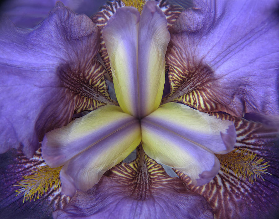 Iris Photograph - Iris Floral Kaleidoscope by David and Carol Kelly