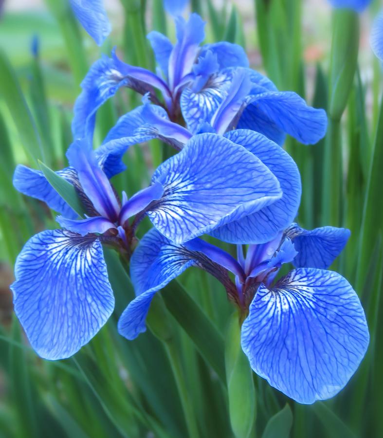 Iris Floral  Photograph by MTBobbins Photography