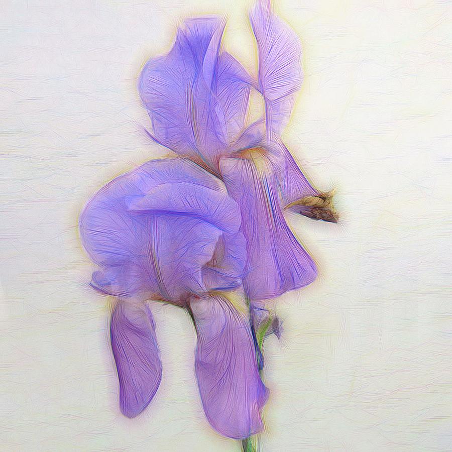 Iris Floral Square Photograph by Scott Cameron