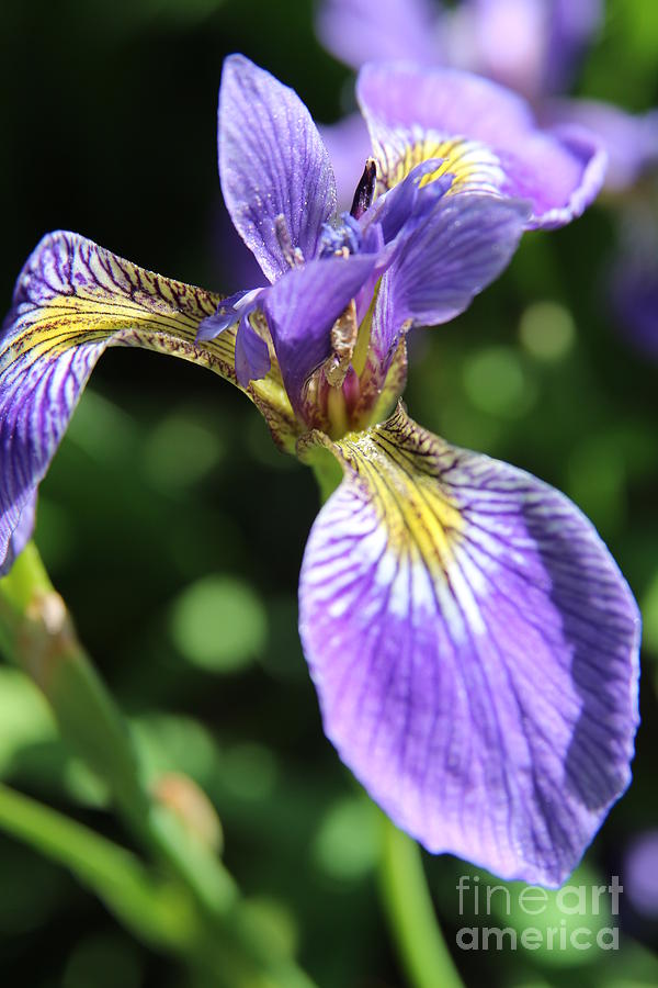 Iris Flow Photograph by Neal Eslinger - Fine Art America