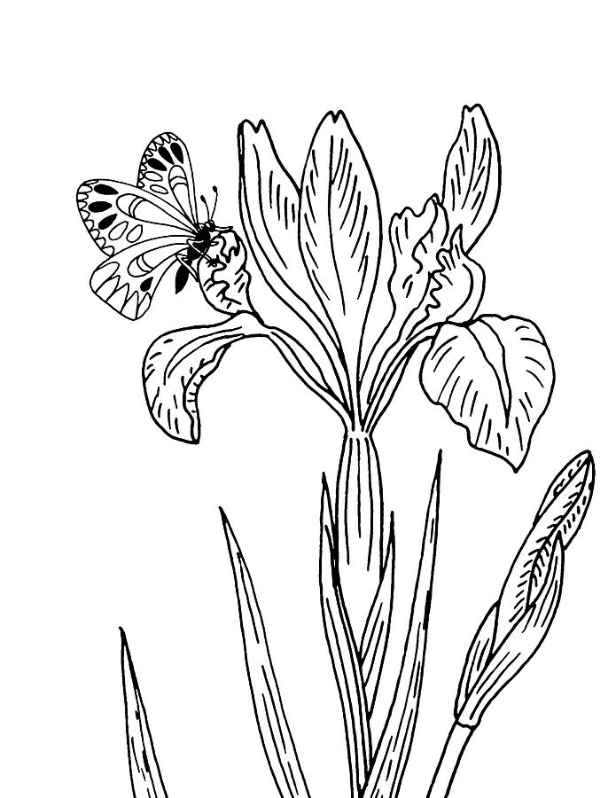 Iris Drawing - Iris Flower And Butterfly Drawing by Irina Sztukowski