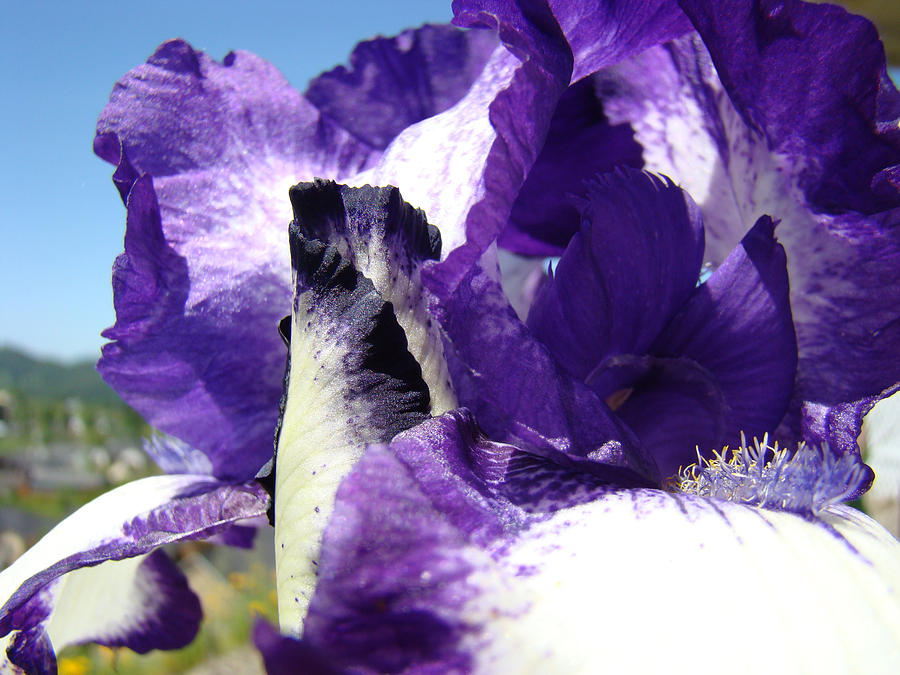 Iris Flower Art Print Purple Irises Botanical Floral Artwork Photograph by Patti Baslee