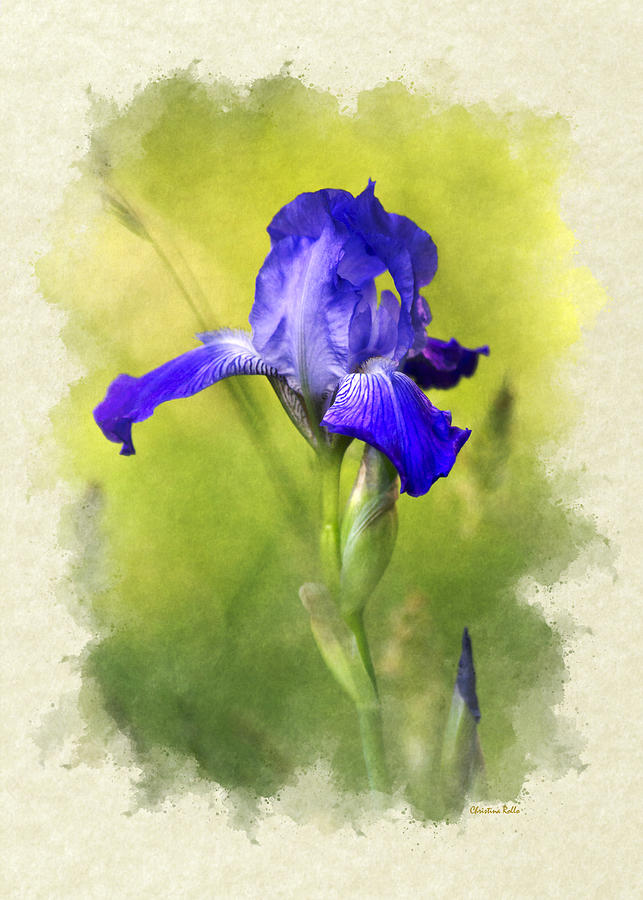 Invitation Note Card Iris Flower Photograph by Christina Rollo