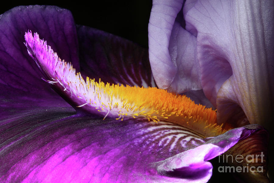 Iris Flower Bristly Tongue Photograph by Wernher Krutein