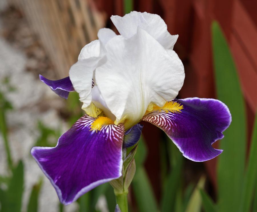 Iris Flower Photograph by Charles HALL