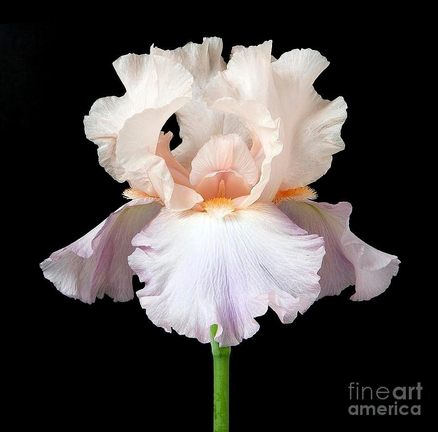 Iris Digital Art - Iris Flower by Danny Smythe