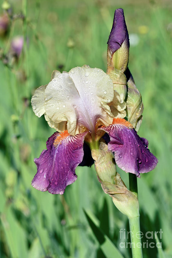 Iris flower Photograph by George Atsametakis