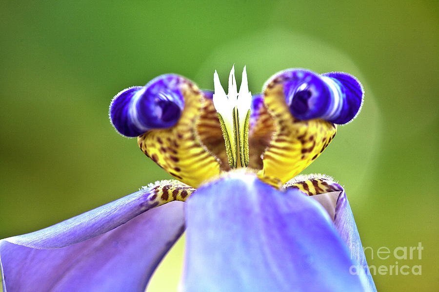 Iris Flower Photograph by Heiko Koehrer-Wagner
