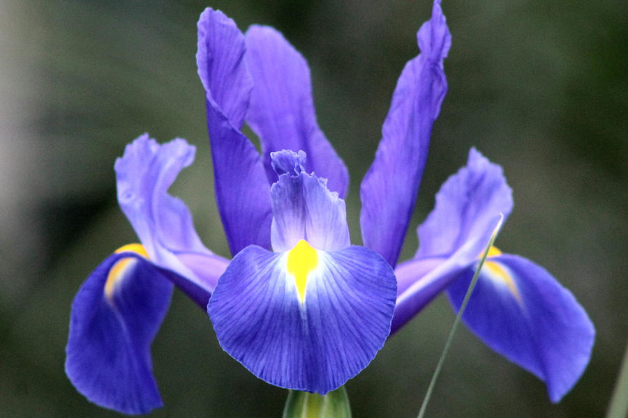 Iris Flower Photograph