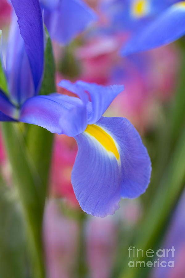 Iris Flower Photograph by Mimi Ditchie