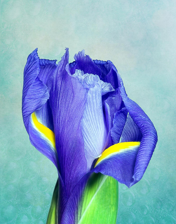 Iris Flower of Faith and Hope Photograph by Tom Mc Nemar