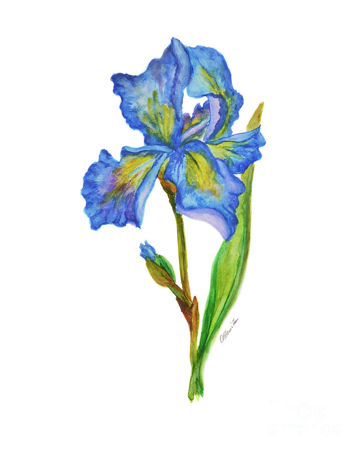 Iris Flower  Painting by Olga Hamilton