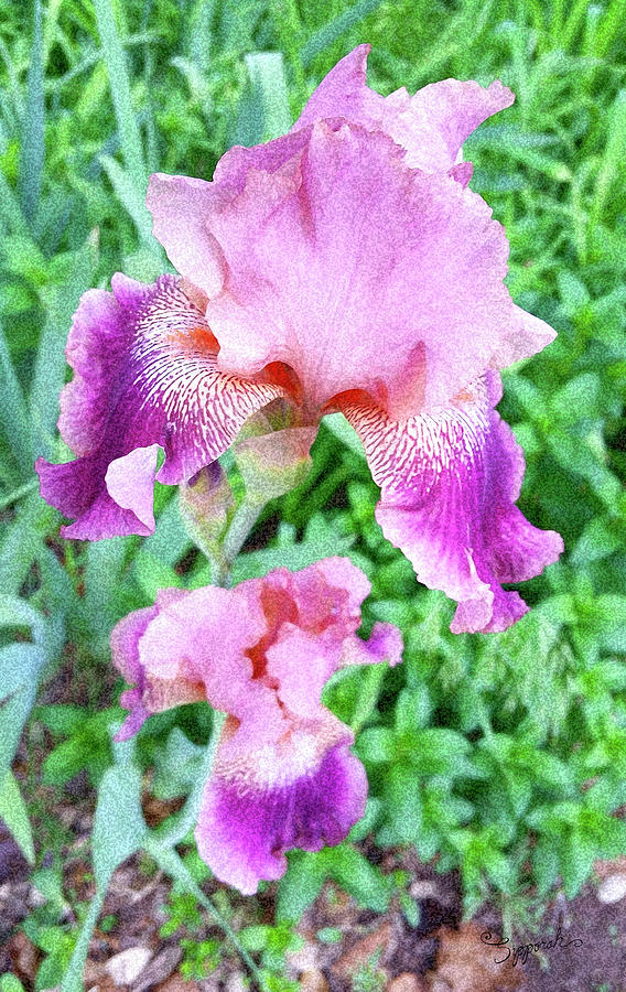 Iris Flower Photograph I Photograph by Sipporah Art and Illustration