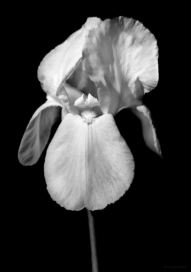 Iris Flower Portrait Black and White Photograph by Jennie Marie Schell