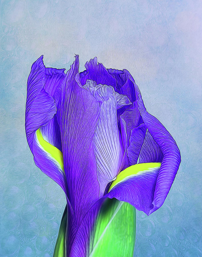 Iris Flower Photograph by Tom Mc Nemar