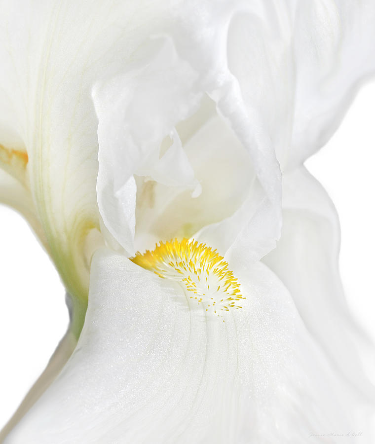 Nature Photograph - White Bearded Iris Flower Macro by Jennie Marie Schell