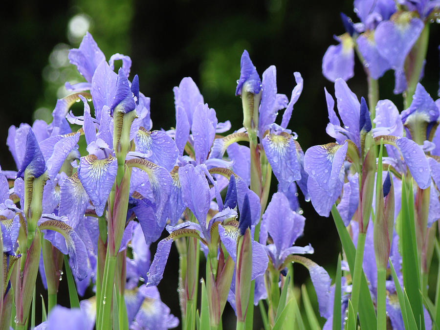 Iris Photograph - IRIS FLOWERS Art Print Blue Purple Irises Spring Rain by Patti Baslee