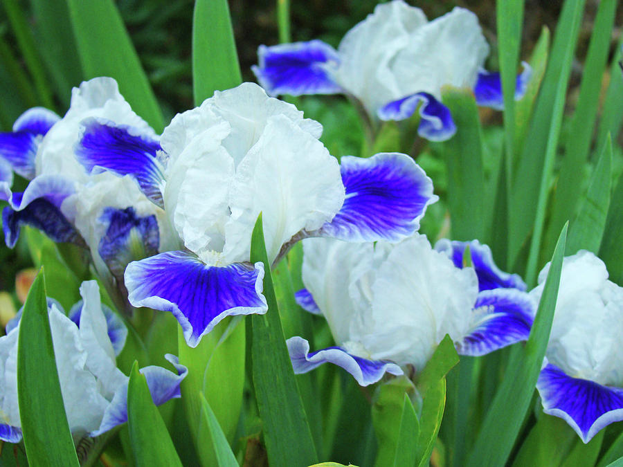 Iris Flowers art prints Blue White Irises Floral Baslee Troutman Photograph by Patti Baslee