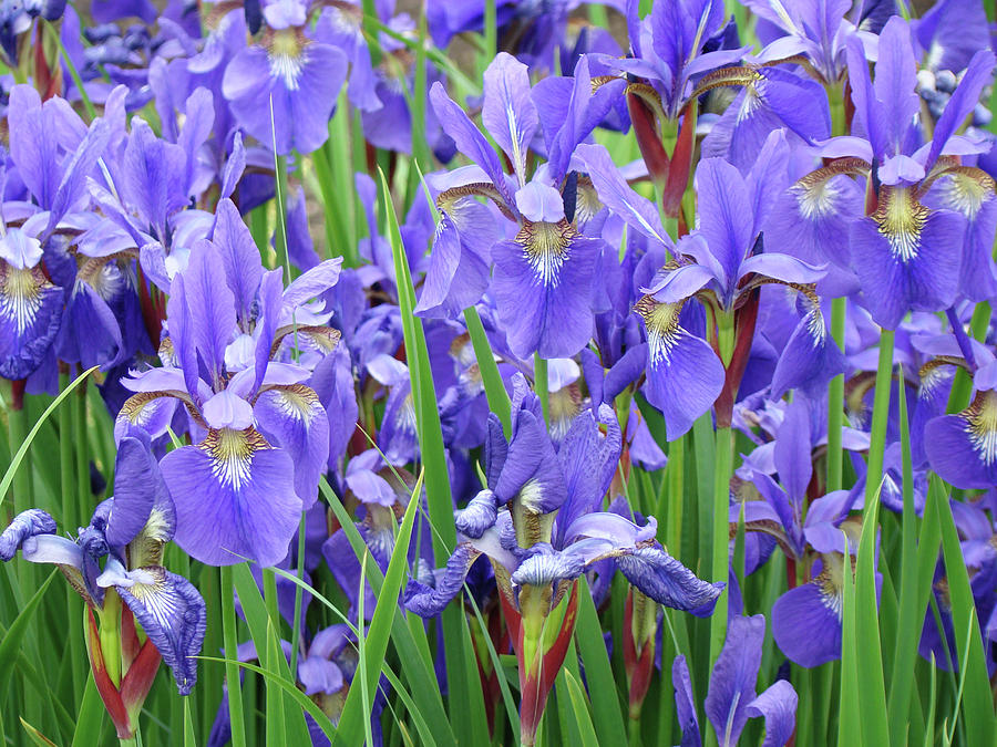 Iris Flowers Artwork Purple Irises 9 Botanical Garden Floral Art Baslee ...