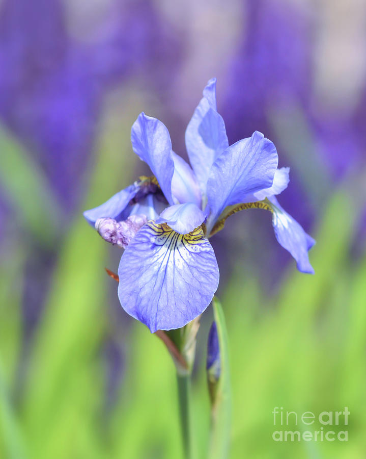 Iris - Flowers of Spring Photograph by Kerri Farley