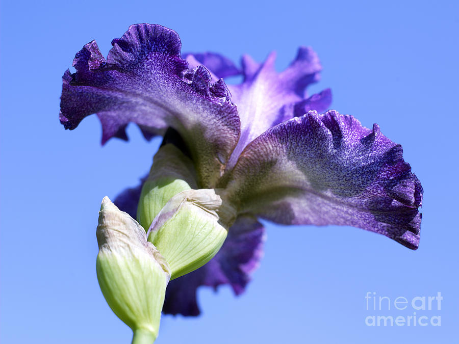 Iris Flowers Photograph by Tony Cordoza