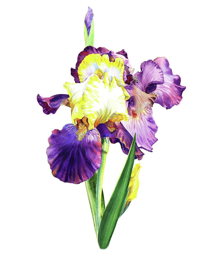 Iris Flowers Watercolor  Painting by Irina Sztukowski
