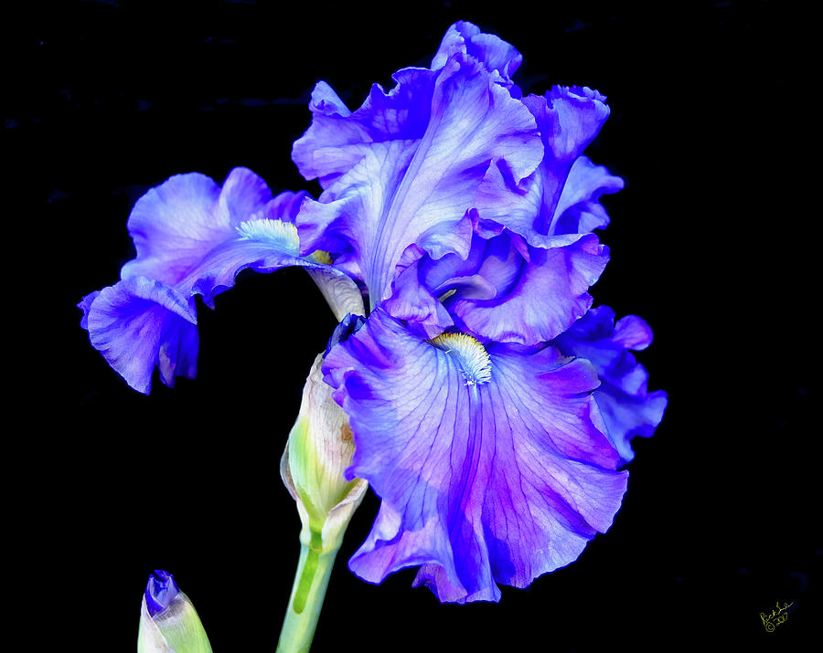Iris Flowing Photograph by Rick Lawler
