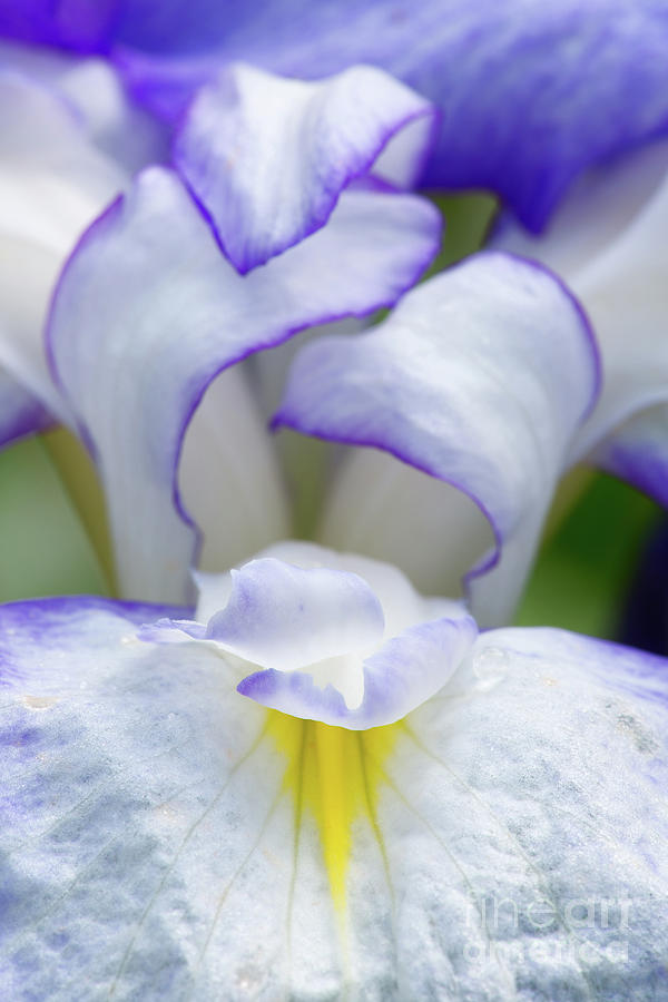 Aiken Photograph - Iris Folds by Steven Dillon Aiken Photograph - Iris Folds by Steven Dillon