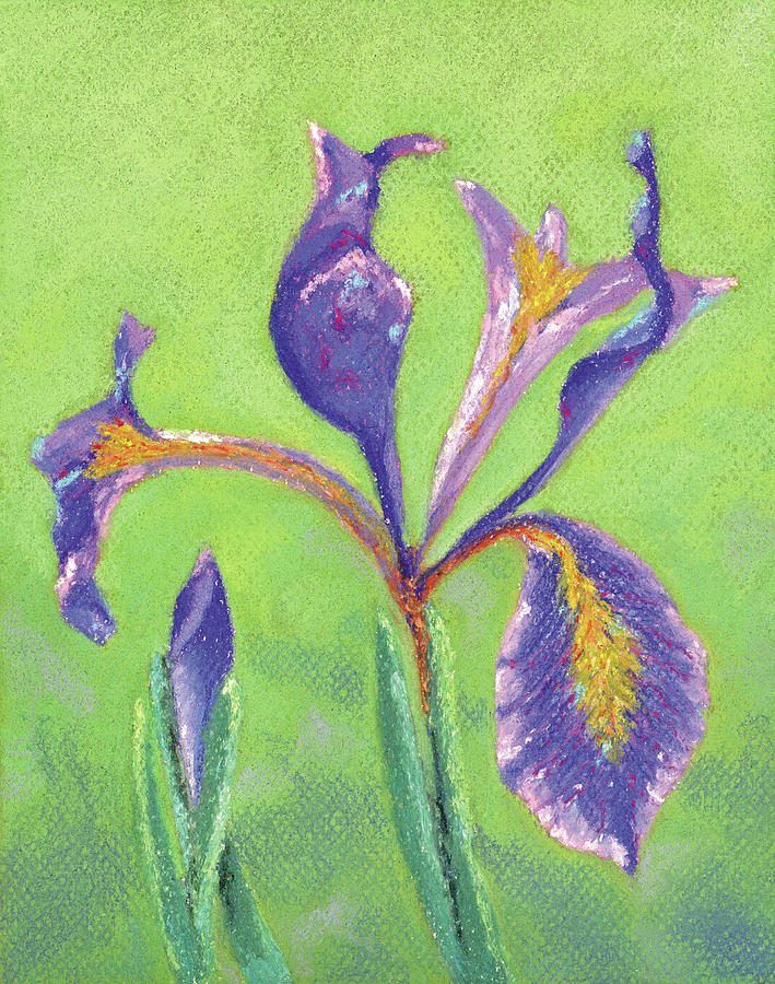 Iris for Iris Pastel by Anne Katzeff