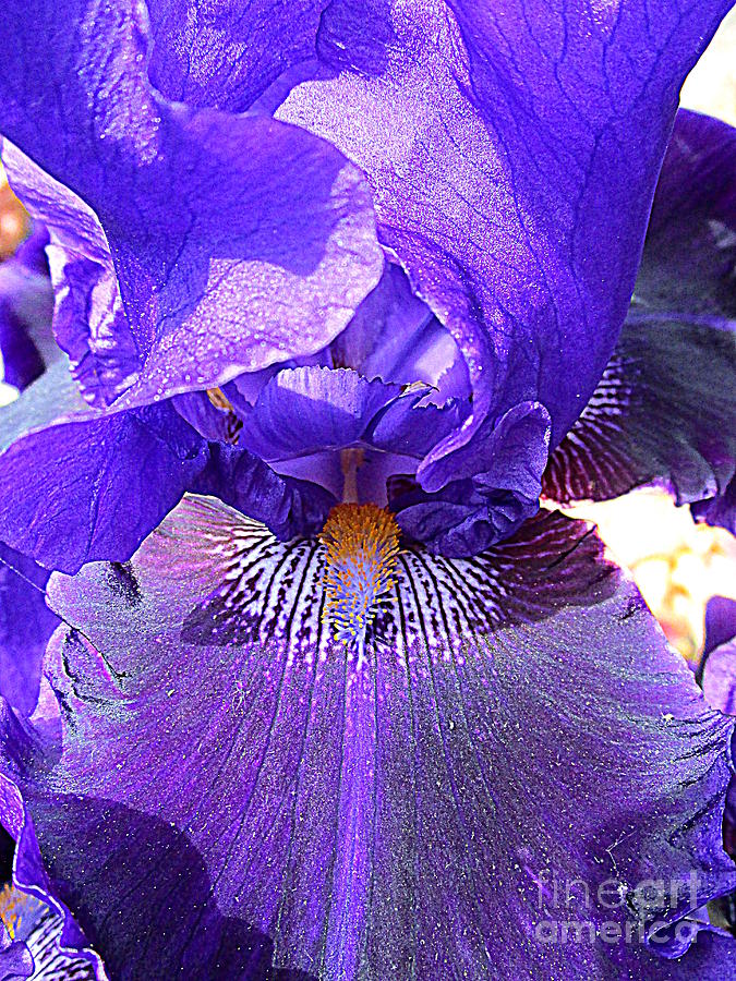 Iris Garden 16 Photograph by Randall Weidner